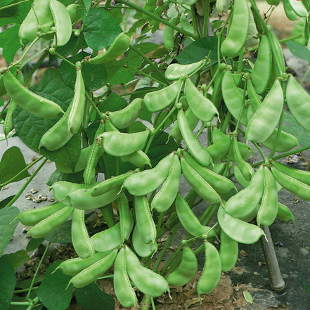 超早嫩玉王扁豆种子