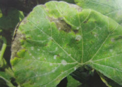 蔬菜种子瓠瓜栽培-如何识别及防治瓠瓜霜霉病？