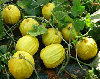 蔬菜种子种植户客户点评-秋甜1——适宜秋季收获的甜瓜