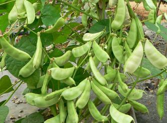 蔬菜种子种植户客户点评-特色扁豆：超早变色龙与超早嫩玉王