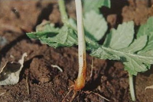 蔬菜种子甜瓜栽培-甜瓜腐霉菌根腐病的防治办法