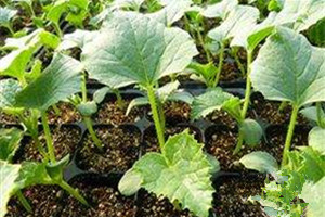 蔬菜种子甜瓜栽培-[甜瓜种植]甜瓜幼苗为什么会没有生长点