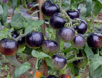 看到就想吃的紫色番茄：紫艳