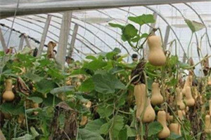 南瓜如何种植才能增产？