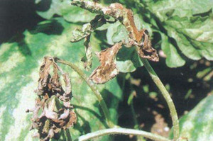 蔬菜种子南瓜栽培-高温高湿导致南瓜疫病应该如何防治？