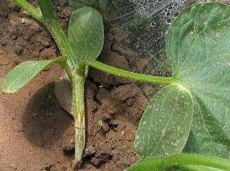 蔬菜种子扁豆栽培-如何识别及防治扁豆猝倒病？