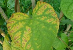 蔬菜种子扁豆栽培-如何防治扁豆黑斑病和花腐病？