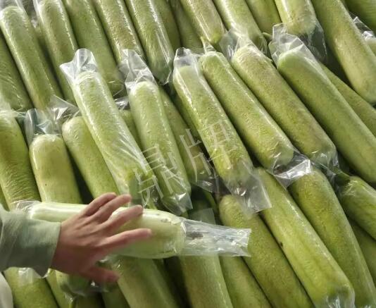 蔬菜种子种植户客户点评-这个丝瓜每亩能挣3万，惠州客户很满意！