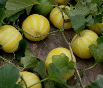 蔬菜种子甜瓜栽培-如何预防甜瓜发苦？