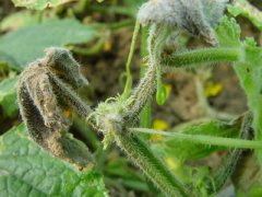 蔬菜种子冬瓜栽培-如何识别及防治冬瓜疫病？