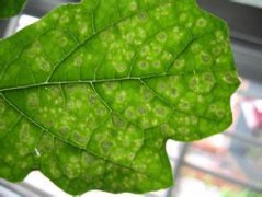 蔬菜种子技术解答-高温季节苦瓜褐斑病的防治方法