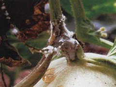 蔬菜种子甜瓜栽培-甜瓜菌核病的防治办法