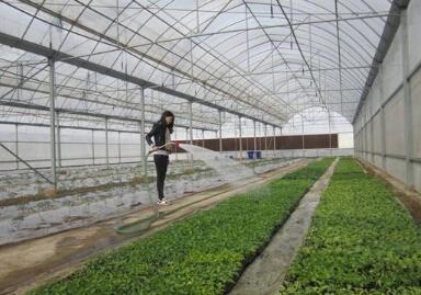 蔬菜种子栽培技术-【转】冬季蔬菜大棚浇水10大原则