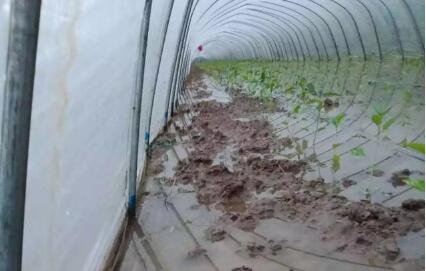 蔬菜种子栽培技术-暴雨过后，该拿什么拯救我的蔬菜？