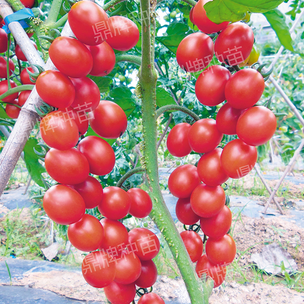 番茄种子红妞甜果