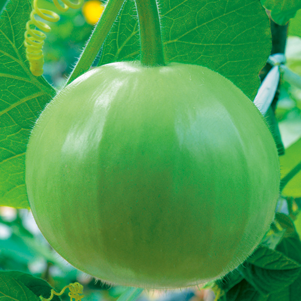 这种圆瓠瓜，果形正，品质高，每亩能产7000公斤，5月种植刚刚好