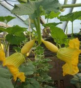 蔬菜种子种植户客户点评-看看菜农刘刚建种植的“黄金笋瓜”，高产又高价！