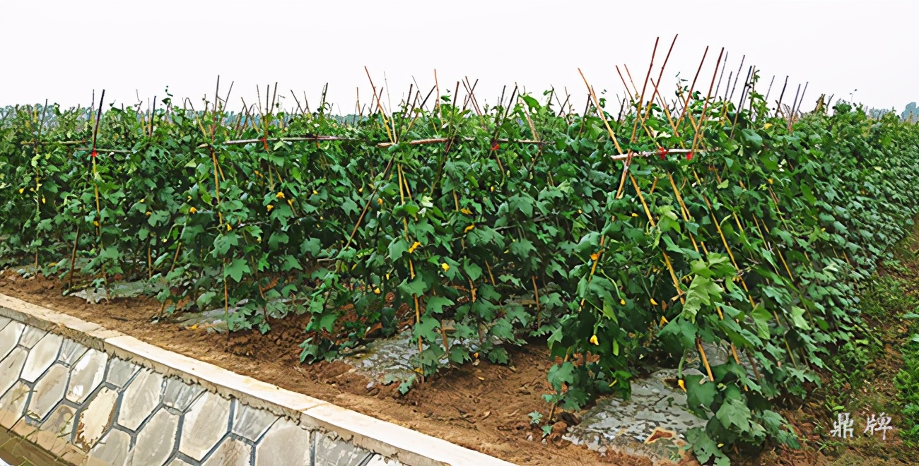 这个丝瓜亩产可达8000公斤，菜农2021年致富的丝瓜品种