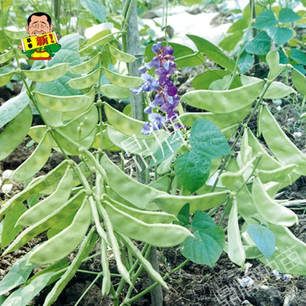 早熟扁豆种子特早春