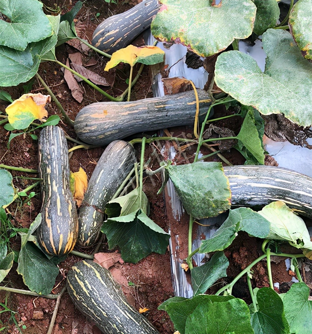 四川农户今年种“健美蜜本”南瓜产量高，品质好，感觉巴适得很