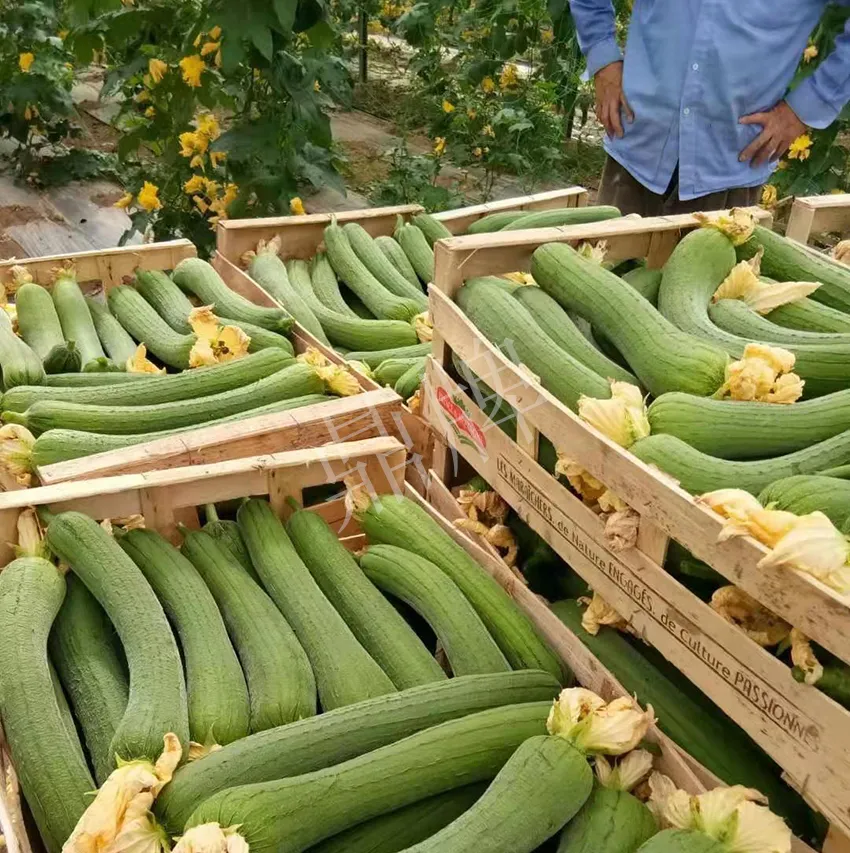 镇江的何青萍，在法国种植“优比1号”每公斤24元