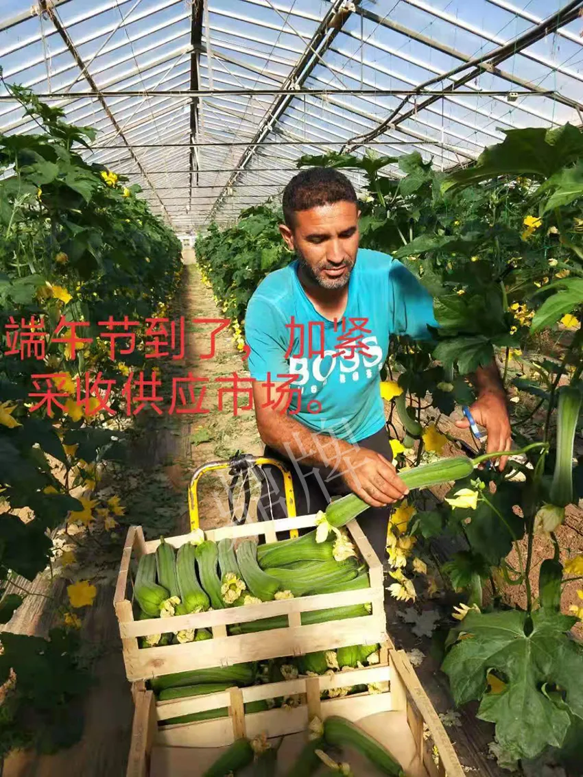镇江的何青萍，在法国种植“优比1号”每公斤24元