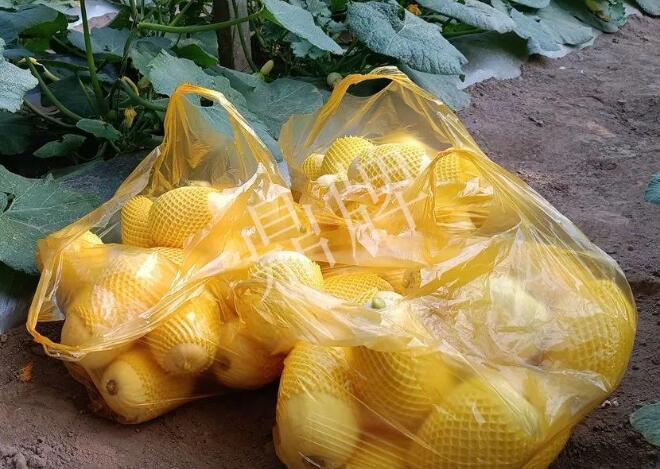 蔬菜种子种植户客户点评-“黄金笋瓜”3月15日上市了，批发9元1斤！