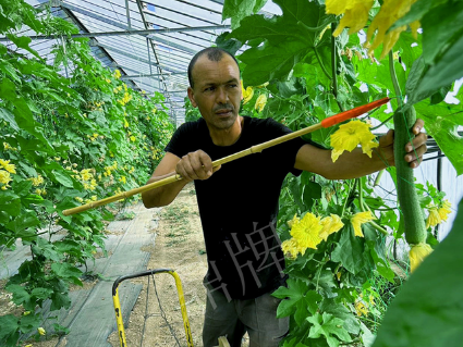 蔬菜种子种植户客户点评-这种丝瓜在法国，批发都是30元/kg