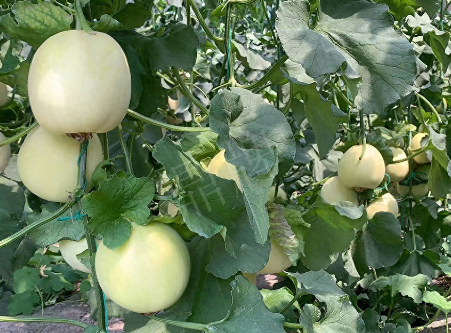 蔬菜种子种植户种植心得-“玉奶香2号”甜瓜，真的有那么好吗？